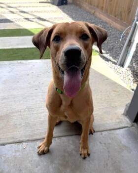 Shaggy -  Hound and Labrador Retriever Dog for Adoption in Houston, Texas - Shaggy | PetCurious