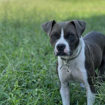 Siah -  Pit Bull Terrier and Mixed Breed Dog for Adoption in East St. Louis, Illinois - Siah | PetCurious