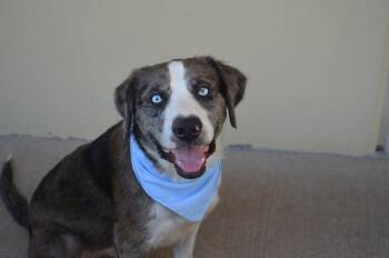Forest -  Catahoula Leopard Dog Dog for Adoption in Mckinney, Texas - Forest | PetCurious
