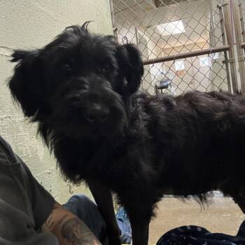 Ivy -  Giant Schnauzer Dog for Adoption in Eureka Springs, Arkansas - Ivy | PetCurious