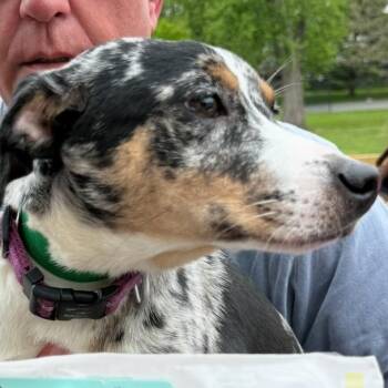Catahoula Leopard Dog Dogs Available for Adoption in Rockville, Maryland - Cream Cheese | PetCurious