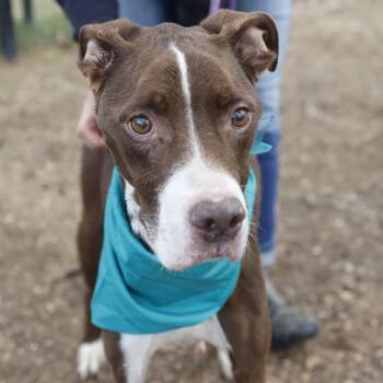 American Staffordshire Terrier Dogs Available for Adoption in San Antonio, Texas - VICTOR | PetCurious