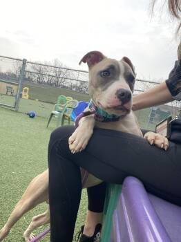 Pit Bull Terrier Dogs Available for Adoption - E. B. | PetCurious