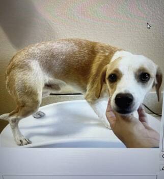 Rescue Spaniel Dogs for Adoption in Copiague, New York - Birch | PetCurious