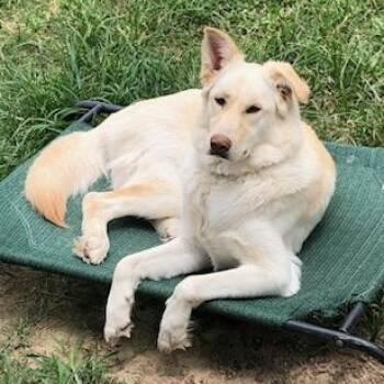 Rescue German Shepherd Dog Dogs for Adoption - Autumn | PetCurious