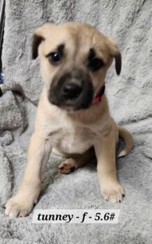 Boxer Dogs Available for Adoption - Tunney | PetCurious