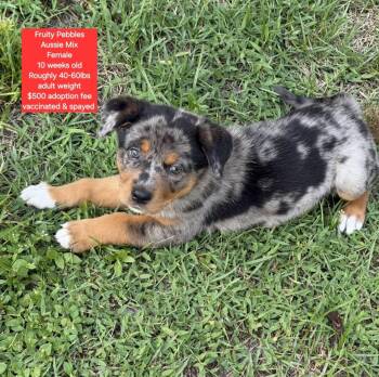 Fruity Pebbles -  Australian Shepherd Dog for Adoption in Oviedo, Florida - Fruity Pebbles | PetCurious