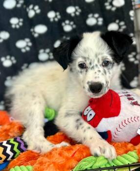 Australian Shepherd Dogs Available for Adoption in Cottonwood, Arizona - Panda | PetCurious