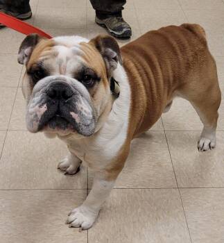 Bentley -  English Bulldog Dog for Adoption in Fishers, Indiana - Bentley | PetCurious