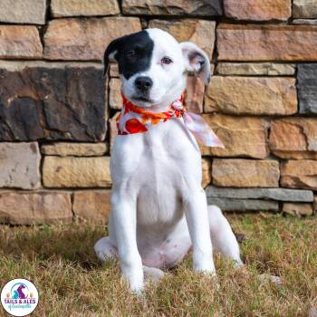 Rescue Terrier Dogs for Adoption in Guntersville, Alabama - Oreo | PetCurious