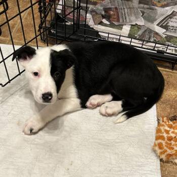 Border Collie and Terrier Dogs Available for Adoption - NY Kathani Avail Feb 14 (Tractor Supply Patterson) | PetCurious