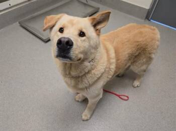 German Shepherd Dog and Chow Chow Dogs Available for Adoption - SHADOW | PetCurious