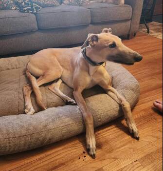 Greyhound Dogs Available for Adoption in Coon Rapids, Minnesota - Najee | PetCurious