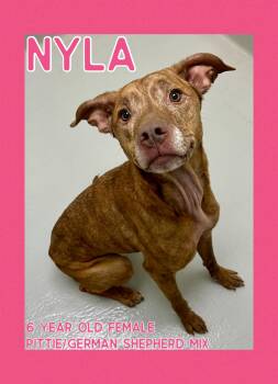 Rescue Pit Bull Terrier and German Shepherd Dog Dogs for Adoption in Danville, Indiana - Nyla | PetCurious