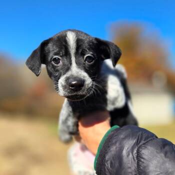 CT Bamboo Bat avail Oct 31 -  Australian Cattle Dog Blue Heeler and Labrador Retriever Dog for Adoption in Eastford, Connecticut - CT Bamboo Bat Avail Oct 31 | PetCurious