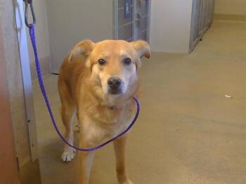 German Shepherd Dog and Mixed Breed Dogs Available for Adoption in Sacramento, California - LIO | PetCurious