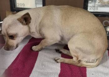 Chihuahua Dogs Available for Adoption - Pen 222c | PetCurious