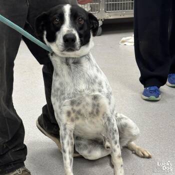Australian Cattle Dog Blue Heeler Dogs Available for Adoption - Cassius | PetCurious