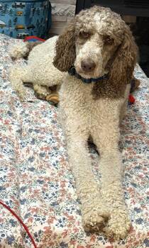 Standard Poodle Dogs Available for Adoption in Mount Airy, North Carolina - Rodeo | PetCurious