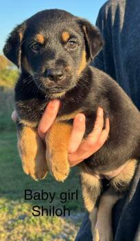 Shiloh -  German Shepherd Dog Dog for Adoption in Byrdstown, Tennessee - Shiloh | PetCurious