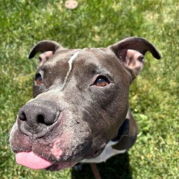 Socxs -  American Bulldog Dog for Adoption in West Des Moines, Iowa - Socxs | PetCurious