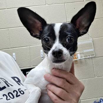 CARRIE- Local -  Rat Terrier Dog for Adoption in Warwick, Rhode Island - CARRIE- Local | PetCurious