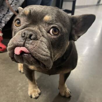 Melly -  French Bulldog Dog for Adoption in Tampa, Florida - Melly | PetCurious