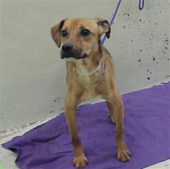 American Staffordshire Terrier and Mixed Breed Dogs Available for Adoption in Houston, Texas - SWEET PEA | PetCurious