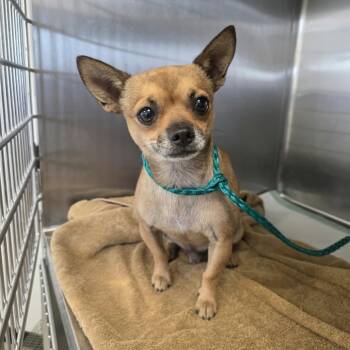Uncle Fred 26-09-152 -  Chihuahua and Mixed Breed Dog for Adoption in Bastrop, Texas - Uncle Fred 26-09-152 | PetCurious