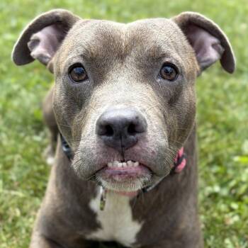 Kimmie -  Pit Bull Terrier Dog for Adoption in Jefferson, Wisconsin - Kimmie | PetCurious