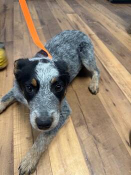 Australian Cattle Dog Blue Heeler and Mixed Breed Dogs Available for Adoption - Patty | PetCurious