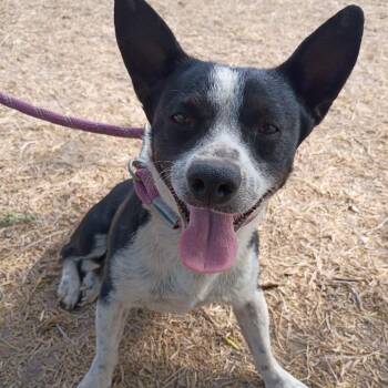 Border Terrier and Corgi Dogs Available for Adoption - Bunker | PetCurious