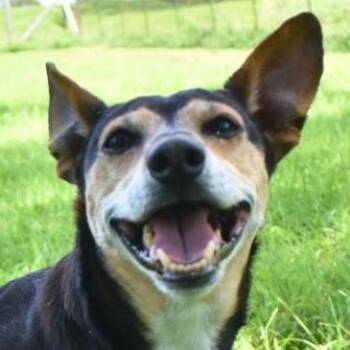 Rescue Miniature Pinscher Dogs for Adoption in Auburn, Nebraska - Gilly | PetCurious