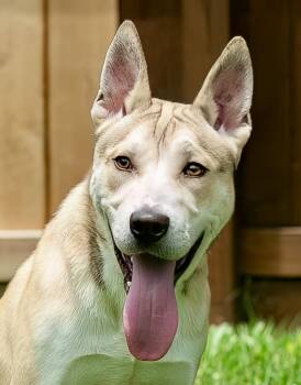 Rescue Husky Dogs for Adoption in Houston, Texas - Asteroid | PetCurious