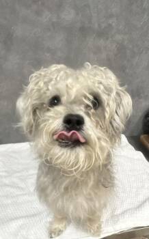 Shih Tzu Dogs Available for Adoption in Portland, Maine - Seamus  | PetCurious