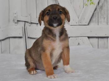 LORRAINE -  Catahoula Leopard Dog and Mixed Breed Dog for Adoption in Oroville, California - LORRAINE | PetCurious