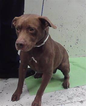 BRAVO -  Staffordshire Bull Terrier and Labrador Retriever Dog for Adoption in Houston, Texas - BRAVO | PetCurious