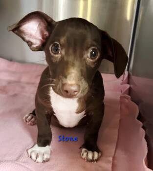 Stone -  Retriever and Hound Dog for Adoption in Norfolk, Massachusetts - Stone | PetCurious