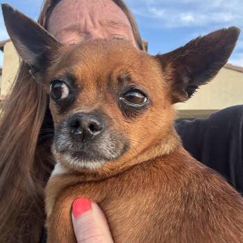 Chihuahua Dogs Available for Adoption in Ridgefield, Washington - Mr. Sweet Brownie | PetCurious