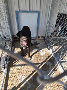 Fat Louie -  Labrador Retriever Dog for Adoption in Brownwood, Texas - Fat Louie | PetCurious