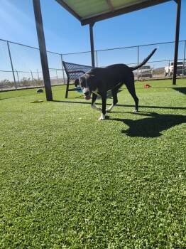 Rescue Labrador Retriever Dogs for Adoption in Truth Or Consequences, New Mexico - Starling | PetCurious