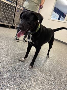 Rescue Collie Dogs for Adoption in Athens, Alabama - LAINEY | PetCurious