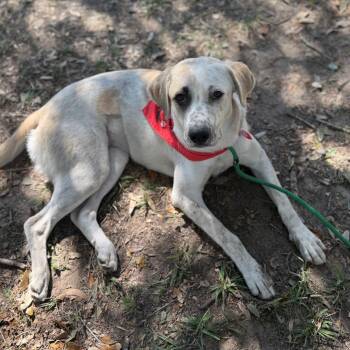 Molly -  Mixed Breed Dog for Adoption - Molly | PetCurious