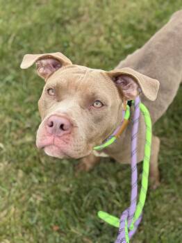 Clara -  Pit Bull Terrier Dog for Adoption in Mokena, Illinois - Clara | PetCurious