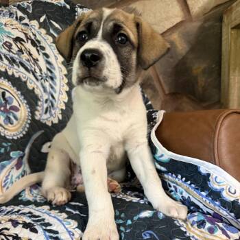 Chai -  Great Pyrenees and Boxer Dog for Adoption in Sequatchie, Tennessee - Chai | PetCurious
