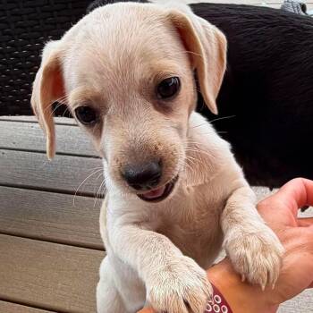 Cannoli -  Miniature Pinscher Dog for Adoption in Brockport, New York - Cannoli | PetCurious