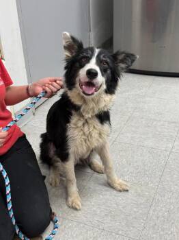 Border Collie Dogs Available for Adoption in Sorrento, Louisiana - Quimby | PetCurious