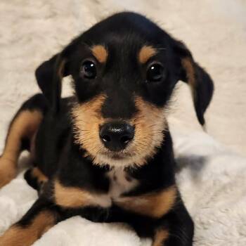 Miniature Schnauzer Dogs Available for Adoption - Paul LB | PetCurious