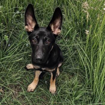 GIBBS -  German Shepherd Dog Dog for Adoption - GIBBS | PetCurious