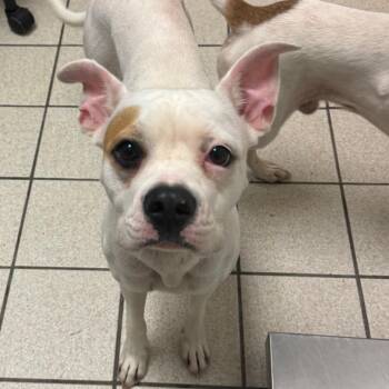 Peepsicle -  Mixed Breed Dog for Adoption in Charleston, West Virginia - Peepsicle | PetCurious